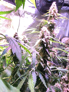 Growreport Bild 44