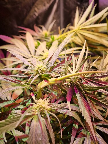 Growreport Bild 42