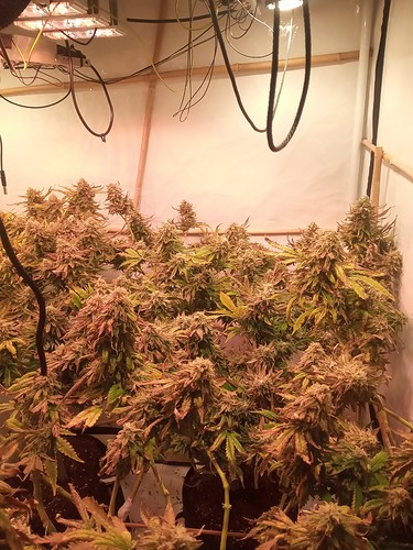 Growreport Bild 11