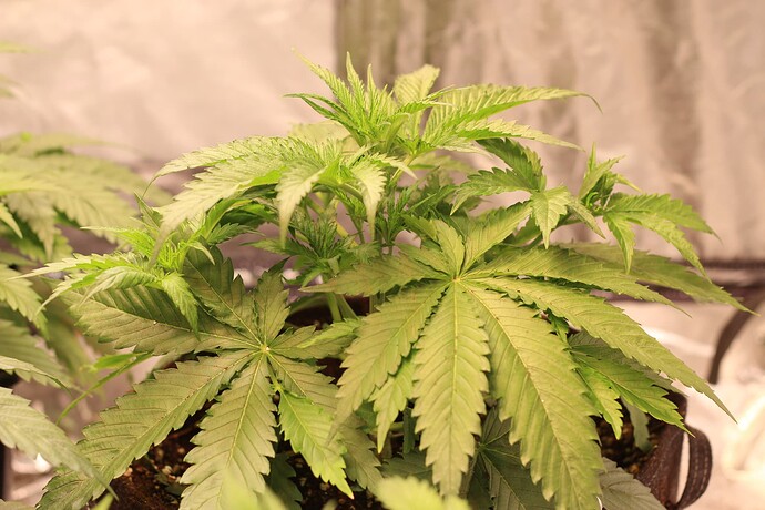 Growreport Bild 17