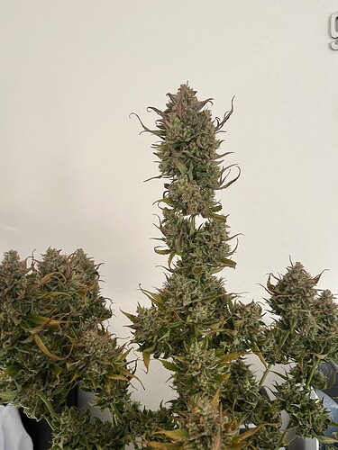 Growreport Bild 41