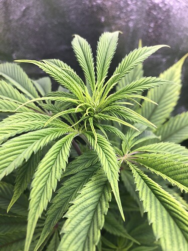 Growreport Bild 6