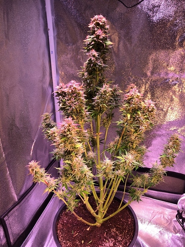Growreport Bild 4