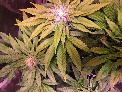 Growreport Bild 27