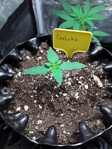Growreport Bild 1