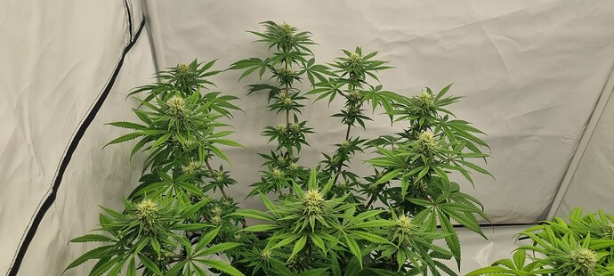 Growreport Bild 4