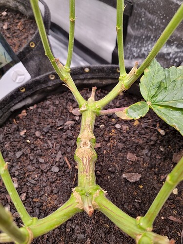 Growreport Bild 6