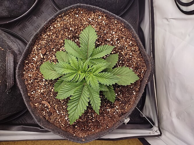 Growreport Bild 30