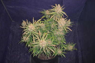 Growreport Bild 39