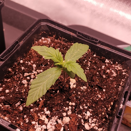 Growreport Bild 5
