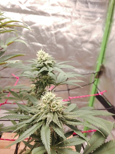 Growreport Bild 6