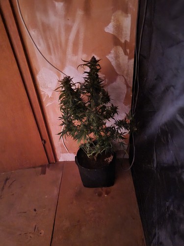 Growreport Bild 7