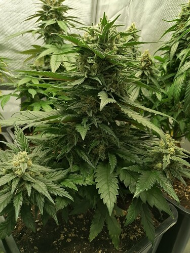 Growreport Bild 23
