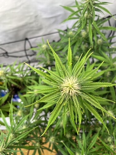 Growreport Bild 17
