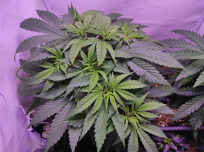Growreport Bild 3