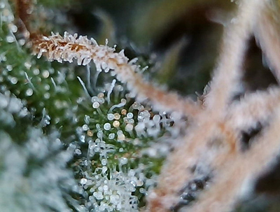 Growreport Bild 7