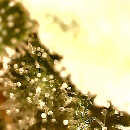 Growreport Bild 3