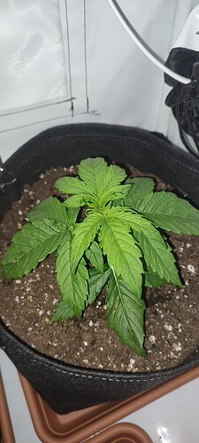 Growreport Bild 8