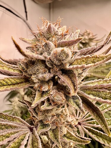 Growreport Bild 24
