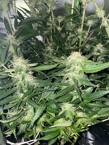 Growreport Bild 19
