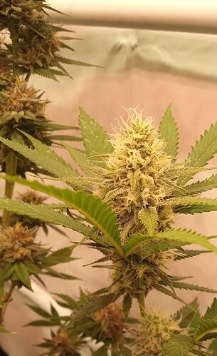 Growreport Bild 19