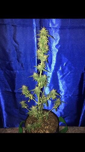Growreport Bild 5