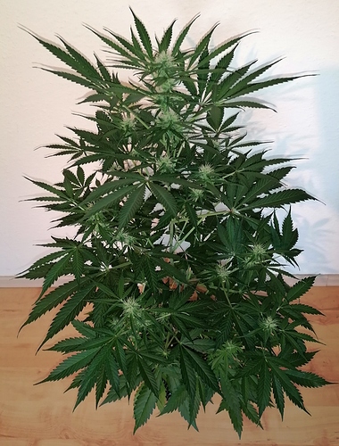 Growreport Bild 2