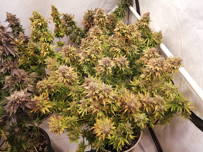 Growreport Bild 3