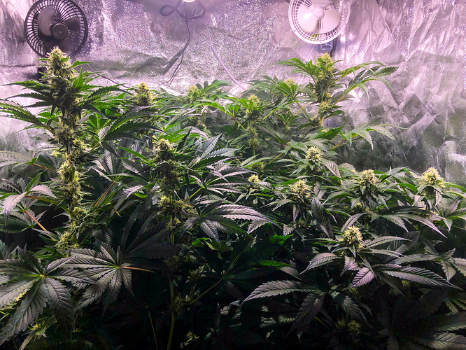 Growreport Bild 2