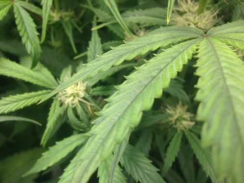 Growreport Bild 11