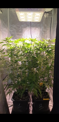 Growreport Bild 1