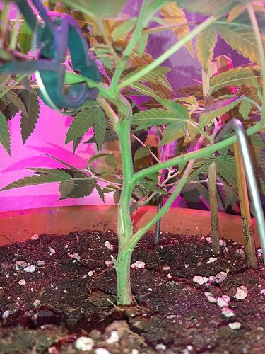 Growreport Bild 13