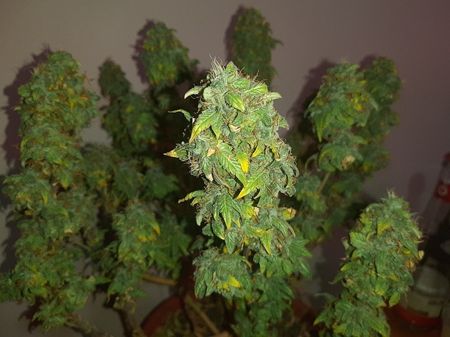 Growreport Bild 5