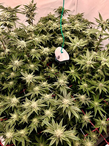 Growreport Bild 9