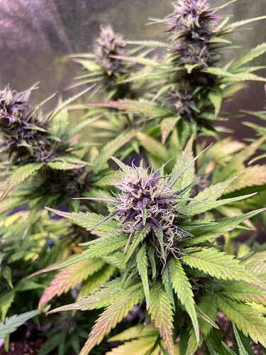 Growreport Bild 4