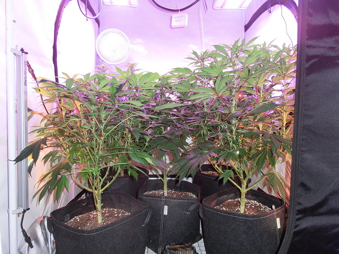 Growreport Bild 7