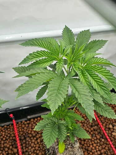 Growreport Bild 6