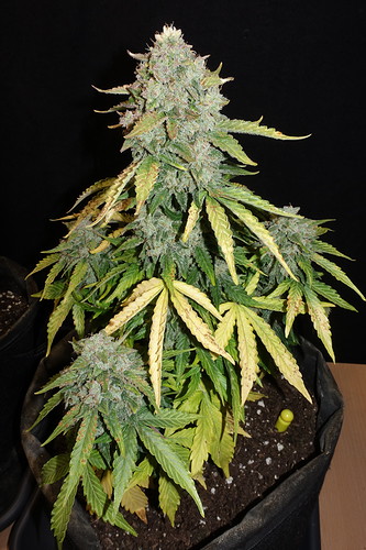 Growreport Bild 4