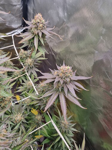 Growreport Bild 9