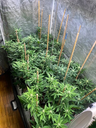 Growreport Bild 9