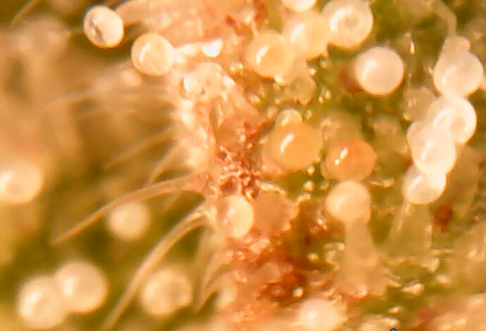 Growreport Bild 17