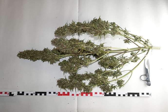 Growreport Bild 11