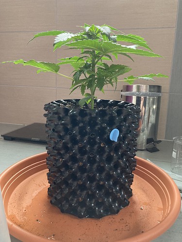 Growreport Bild 1