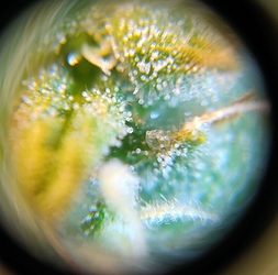 Growreport Bild 7