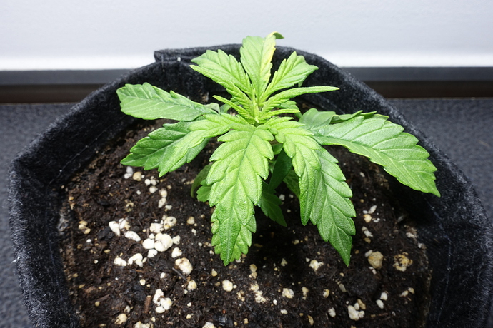 Growreport Bild 5