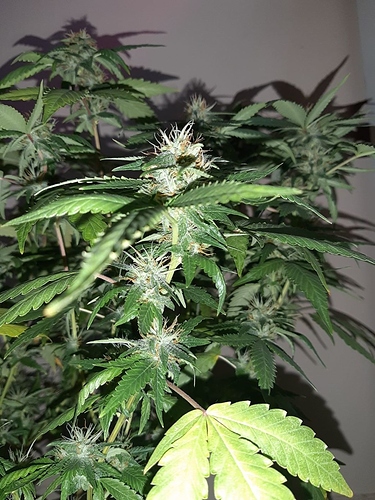 Growreport Bild 12