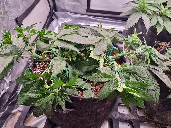 Growreport Bild 44