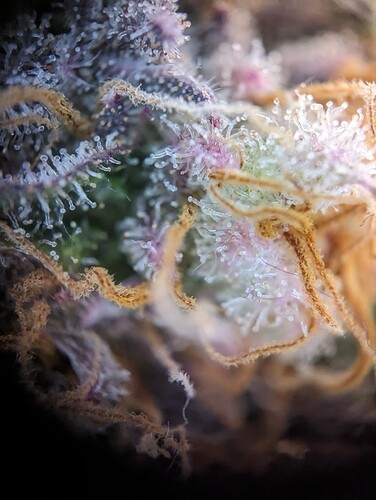 Growreport Bild 37