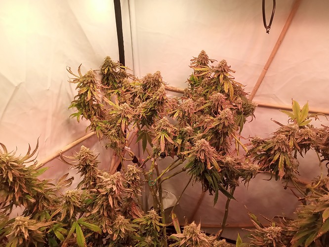 Growreport Bild 2