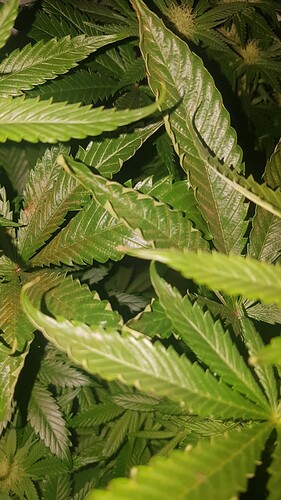 Growreport Bild 5